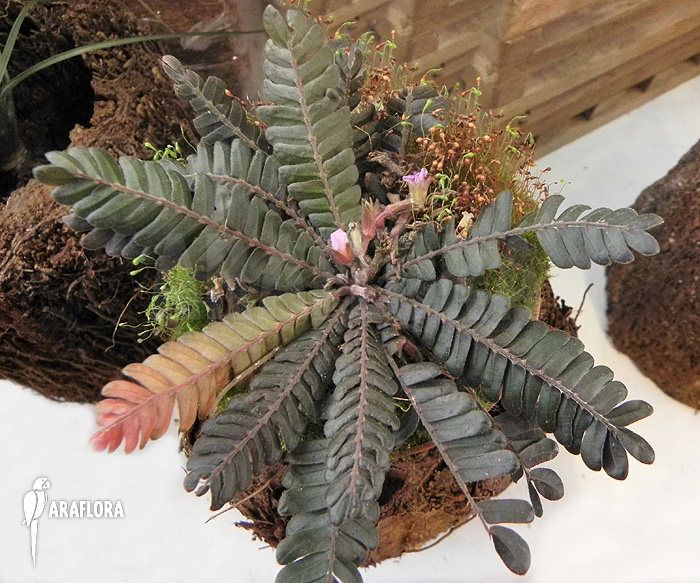 Biophytum zenkeri product