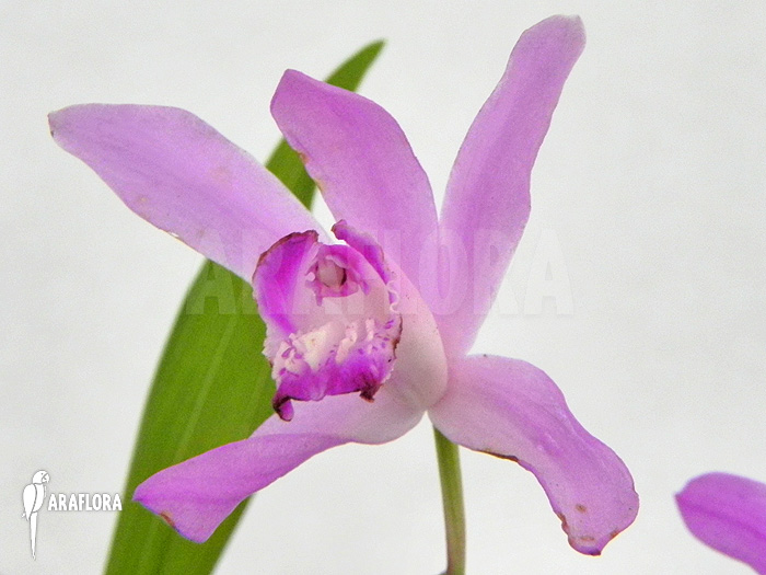 Bletilla striata