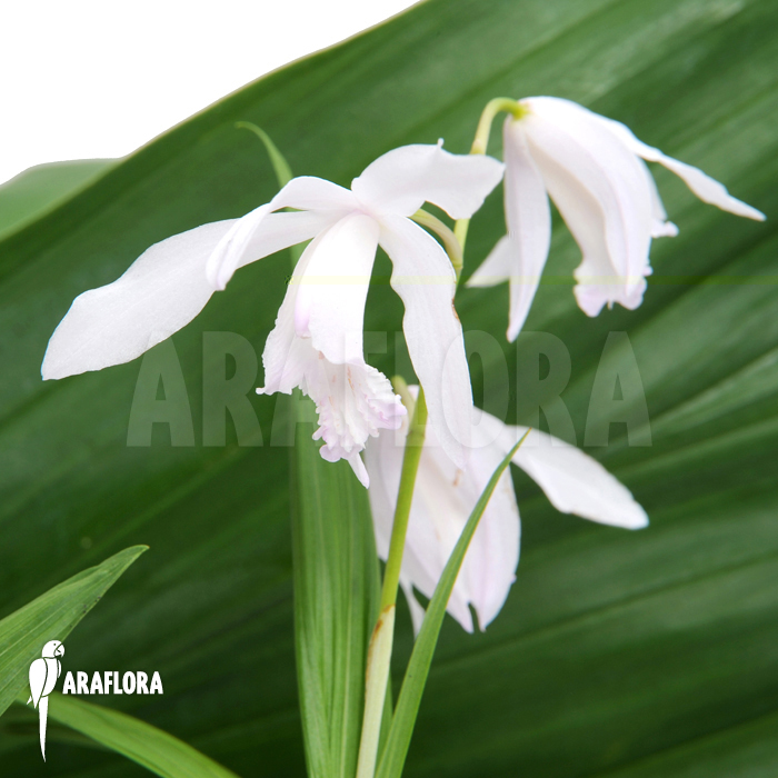 Bletilla striata ‚Alba‘
