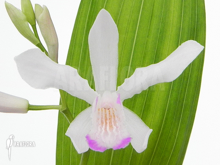 Bletilla striata ‚White‘