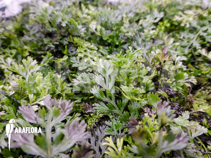 Bolbitis heteroclita ‚Thailand‘