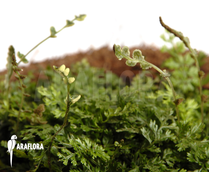 Bolbitis heteroclita ‚Thailand‘