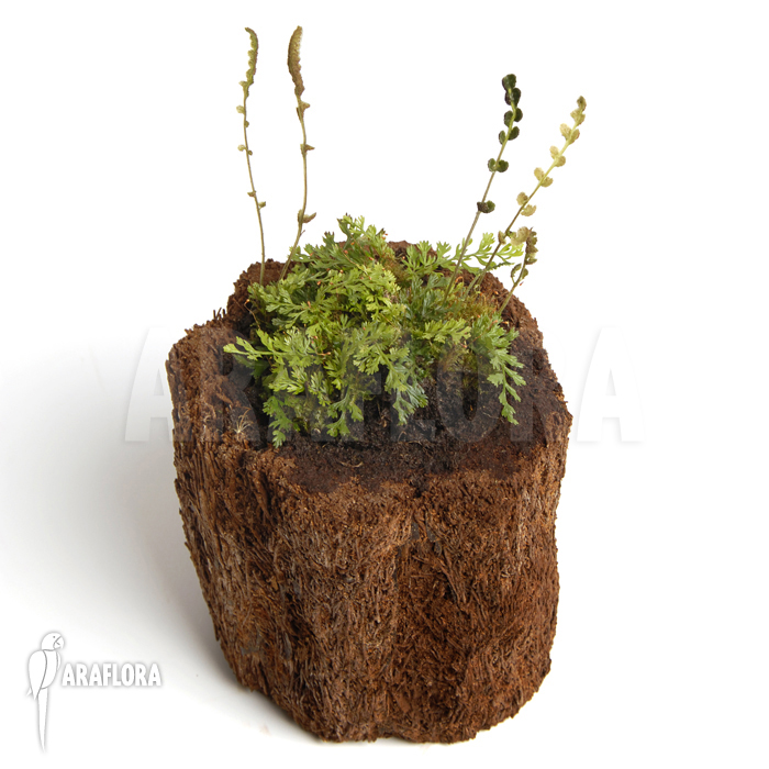 Bolbitis heteroclita ‚Thailand‘