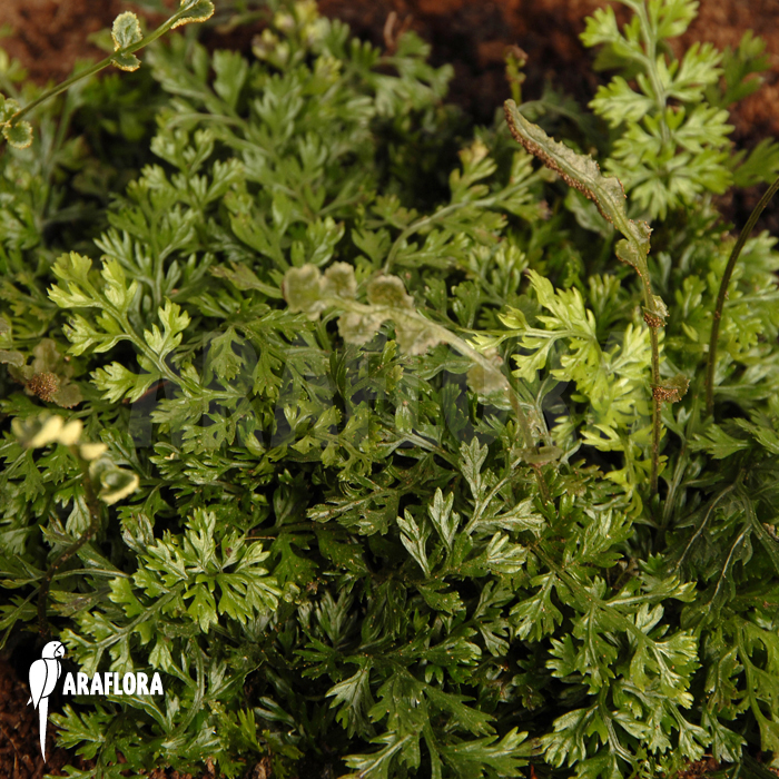 Bolbitis heteroclita ‚Thailand‘