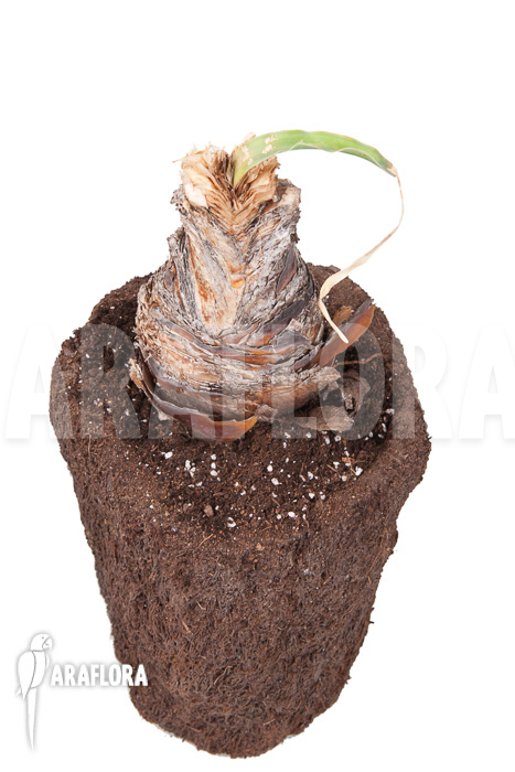 Boophane disticha ’starter‘