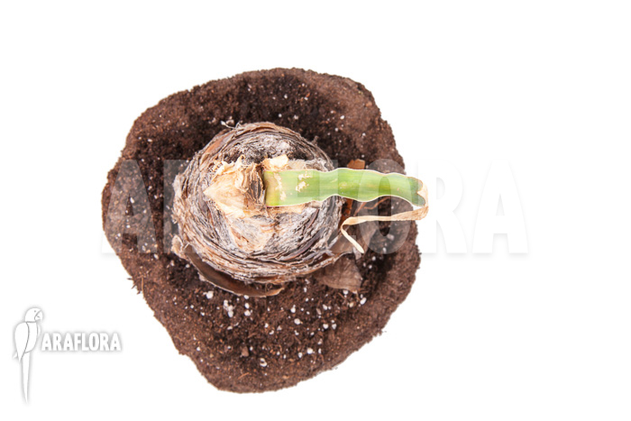 Boophane disticha ’starter‘