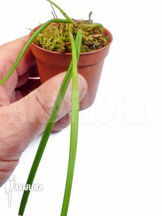 Brassavola flagellaris