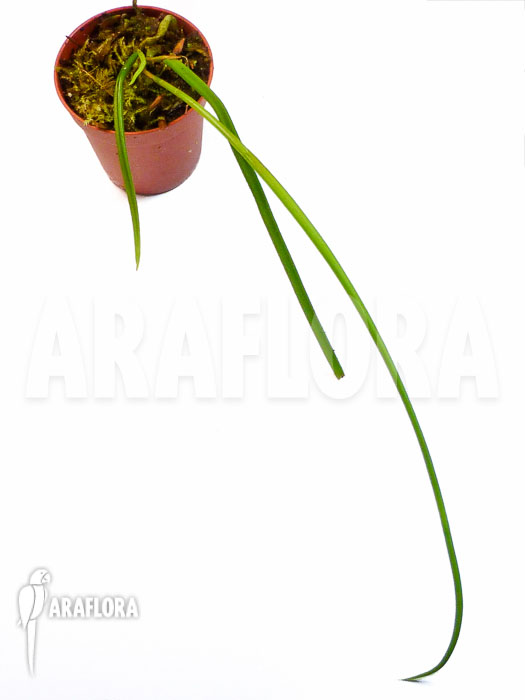 Brassavola flagellaris