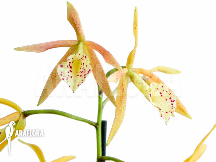 Brassocattleya ‚Yellow Bird‘