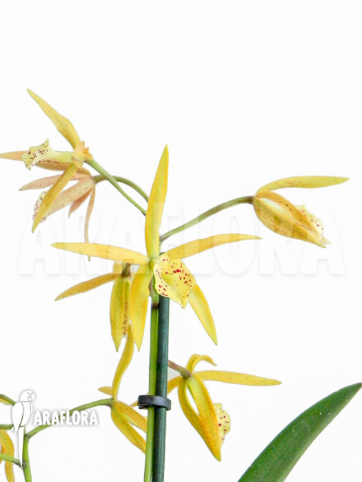 Brassocattleya ‚Yellow Bird‘