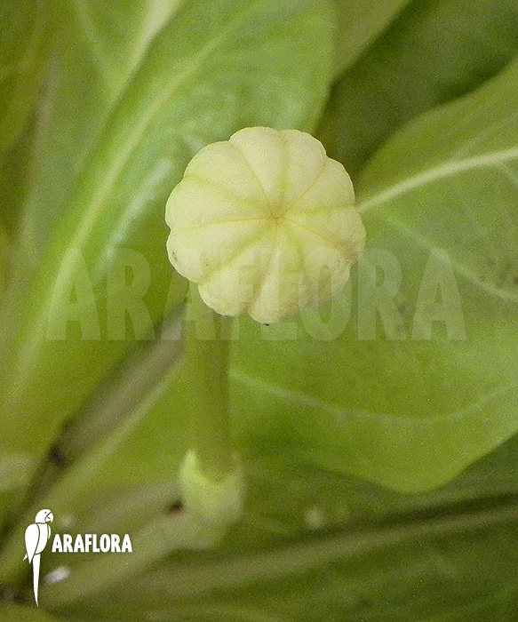 Flower of Brighamia insignis ‚Hawaiian palm‘