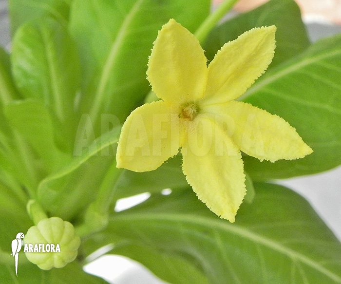 Open Flower Brighamia insignis ‚Hawaiian palm‘