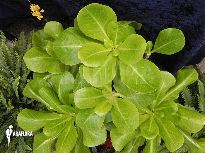 Brighamia insignis ‚Hawaiian palm‘