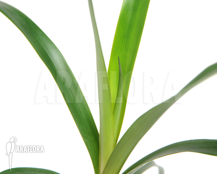 Brocchinia acuminata