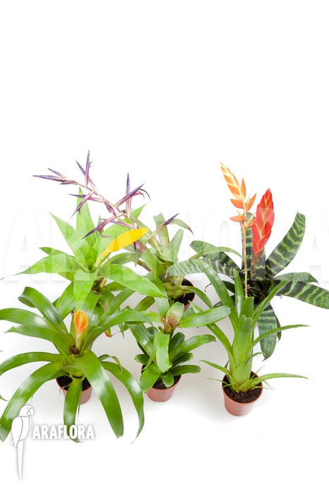 Bromeliad Neoregelia package XL Deal (12 plants)