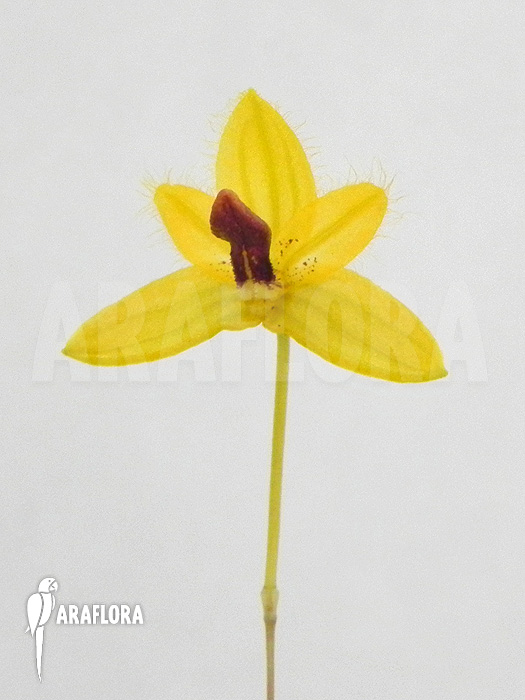 Bulbophyllum aestivale