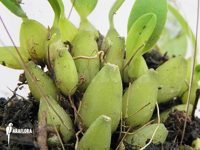Bulbophyllum aestivale