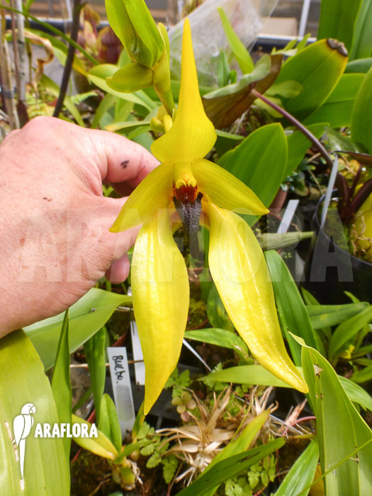 Bulbophyllum carunculatum flower