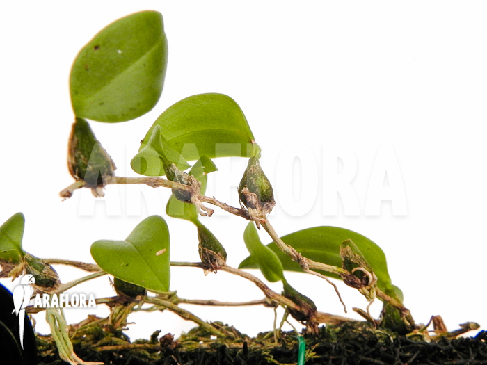 Bulbophyllum comberi