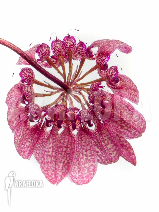 Bulbophyllum eberhardtii ‚L‘ flower