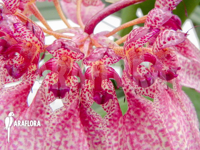 Bulbophyllum eberhardtii ‚M‘ flower