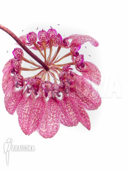 Bulbophyllum eberhardtii ‚M‘ flower