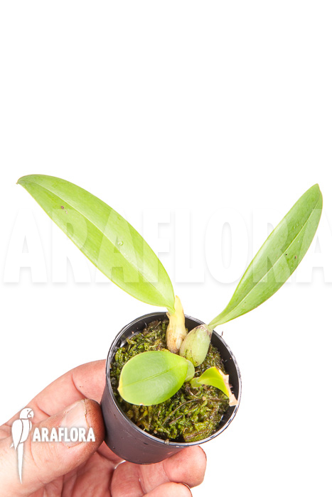 Bulbophyllum echinolabium ’starter‘