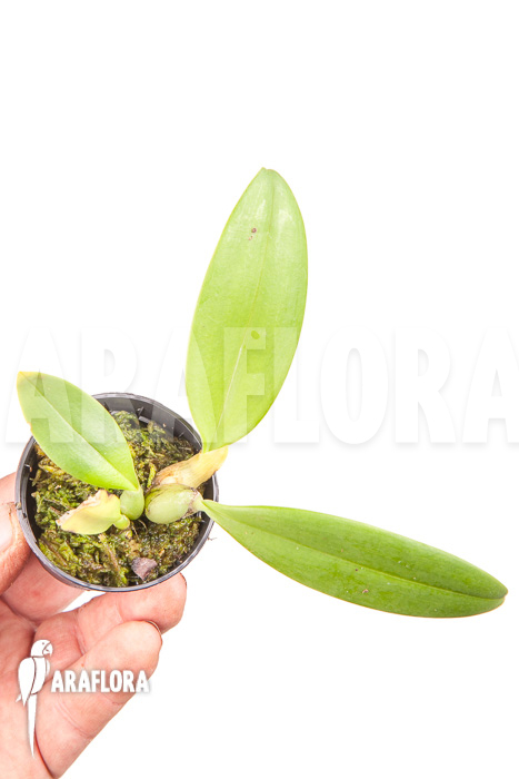 Bulbophyllum echinolabium ’starter‘