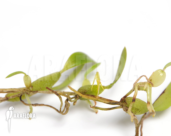 Bulbophyllum ecristatum