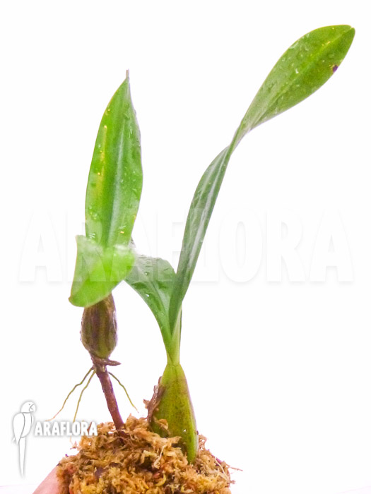 Bulbophyllum falcatum