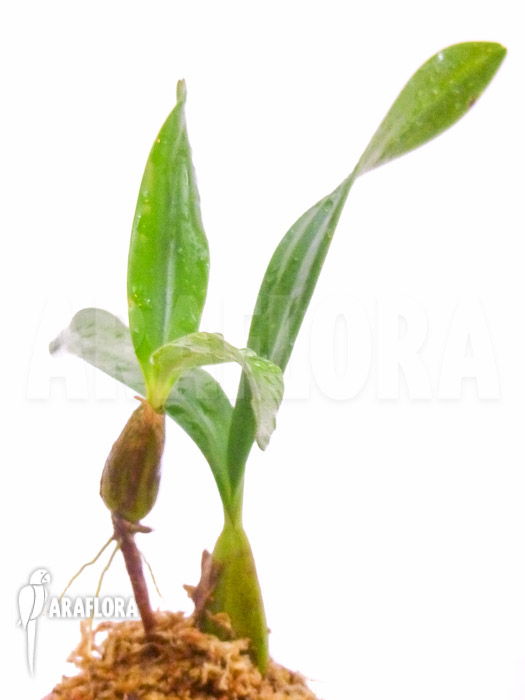 Bulbophyllum falcatum