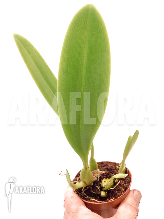 Bulbophyllum grandiflorum starter