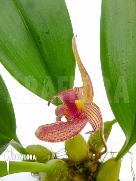 Bulbophyllum lobbii