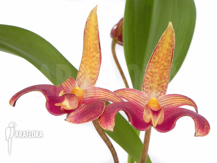 Bulbophyllum lobbii flower