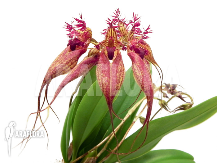 Bulbophyllum rothschildianum