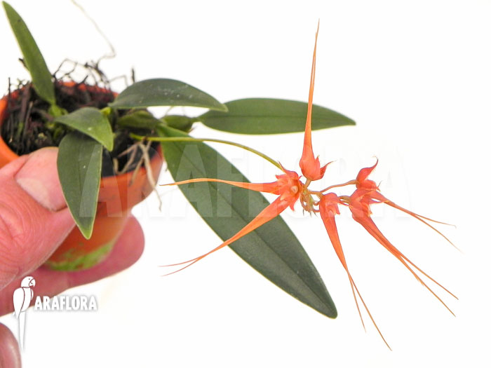 Bulbophyllum tingabarinum