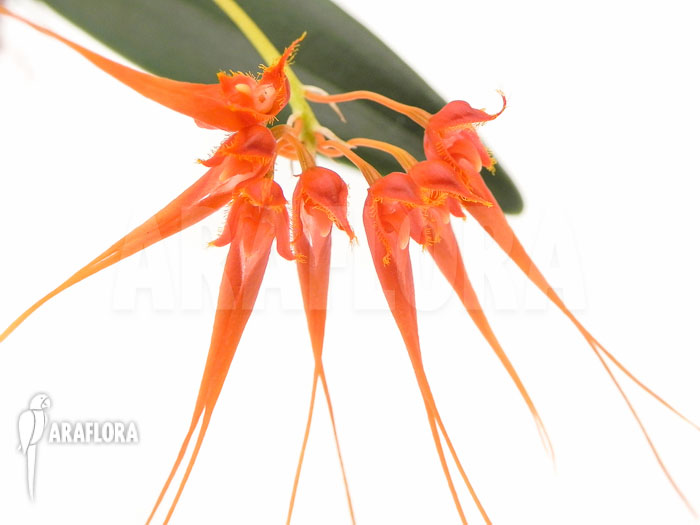 Bulbophyllum tingabarinum