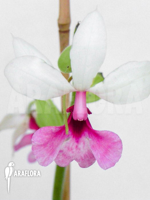 Calanthe vestita var. Rubra flower