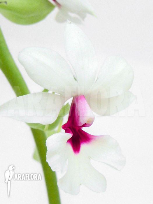 Calanthe vestita var. Rubra flower