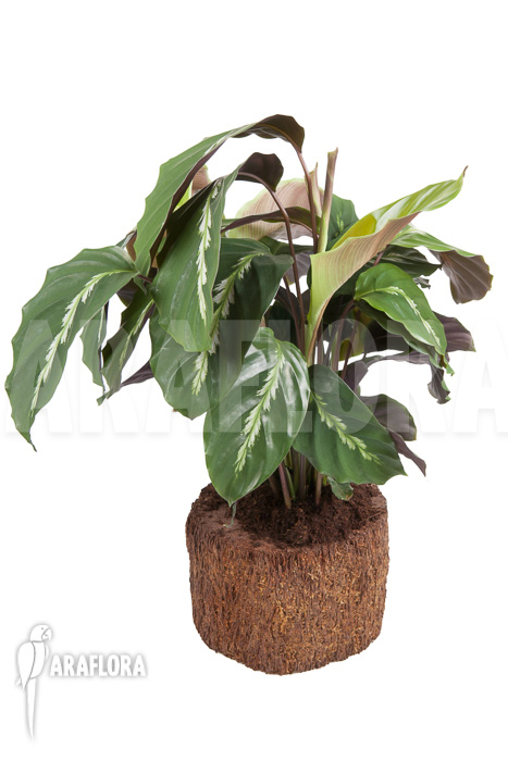 Calathea ‚Maui Queen‘