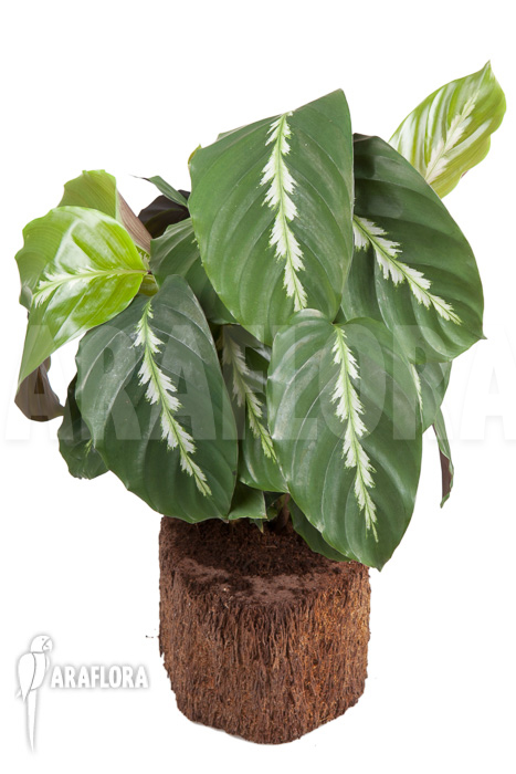 Calathea ‚Maui Queen‘