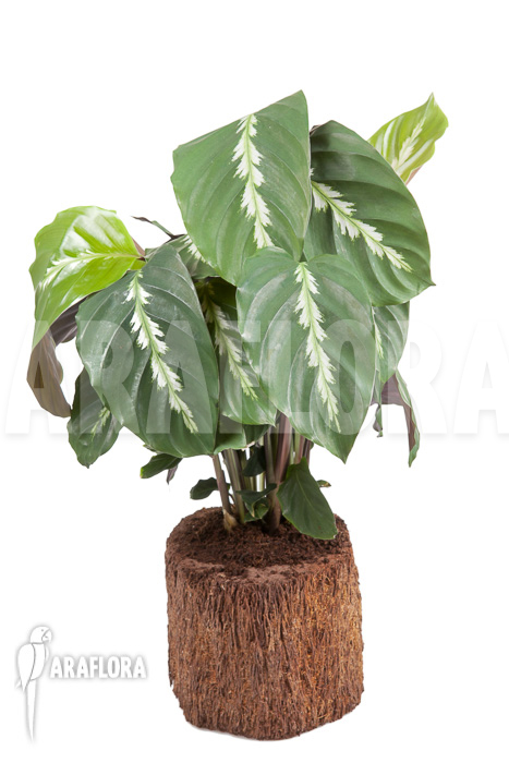 Calathea ‚Maui Queen‘