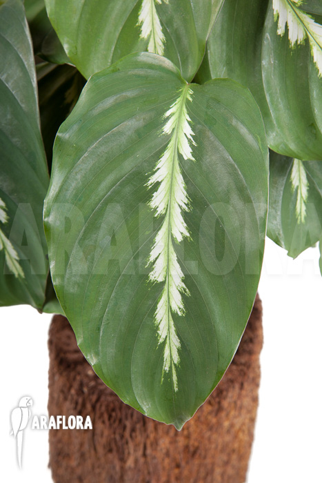 Calathea ‚Maui Queen‘