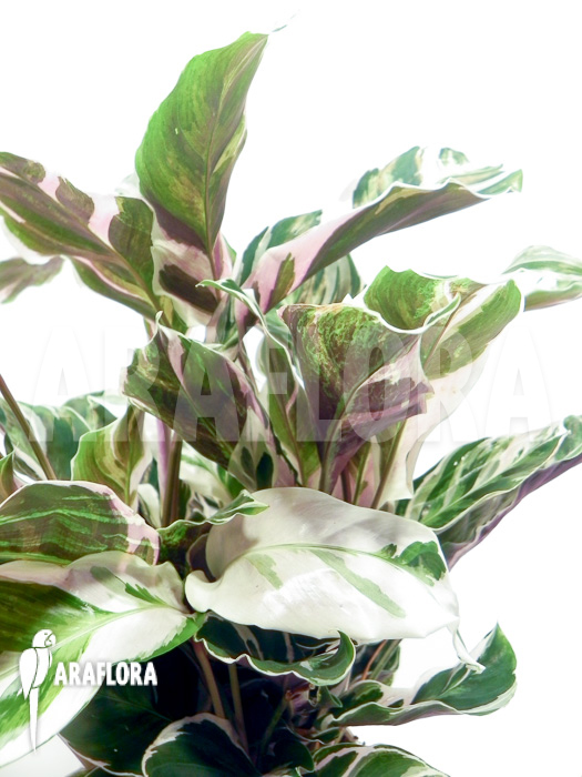 Calathea ‚White Fusion‘
