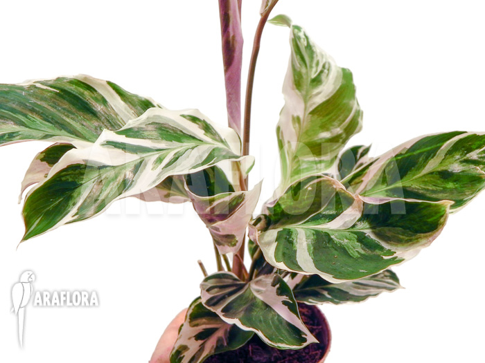 Calathea ‚White Fusion‘ starter