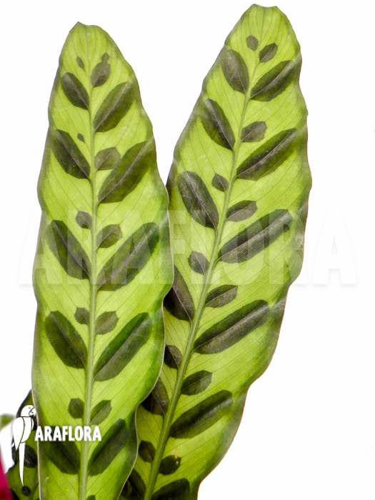 Calathea lancifolia ‚Starter‘