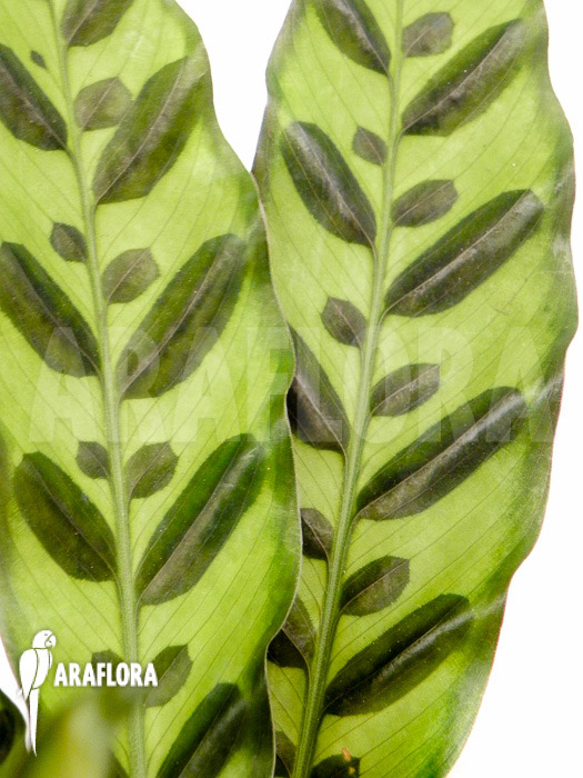 Calathea lancifolia ‚Starter‘ leaf