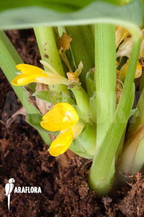 Calathea leopardina (flower)