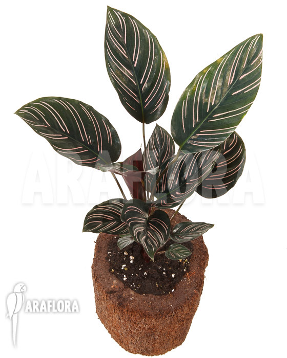 Calathea ornata ‚Sanderiana‘