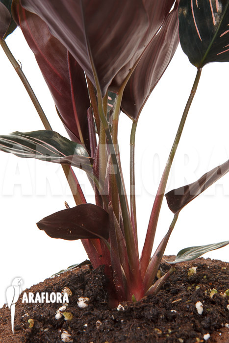 Calathea ornata ‚Sanderiana‘